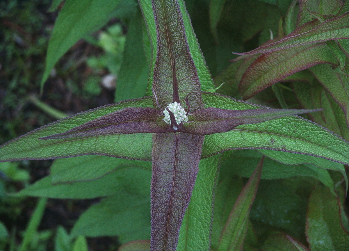 Eutrochium perfoliatum (Boneset)