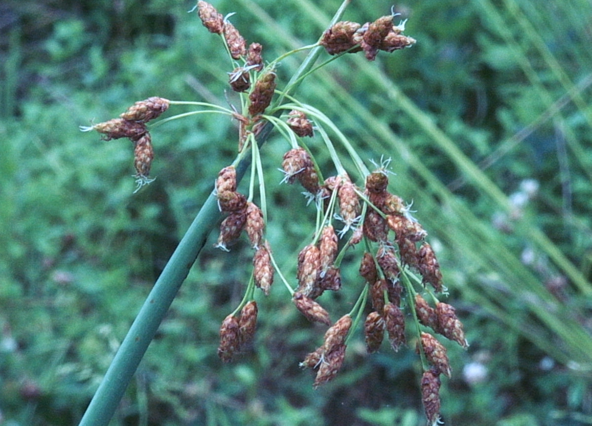 Schoenoplectus tabernaemontanii (Soft-Stem Bulrush)