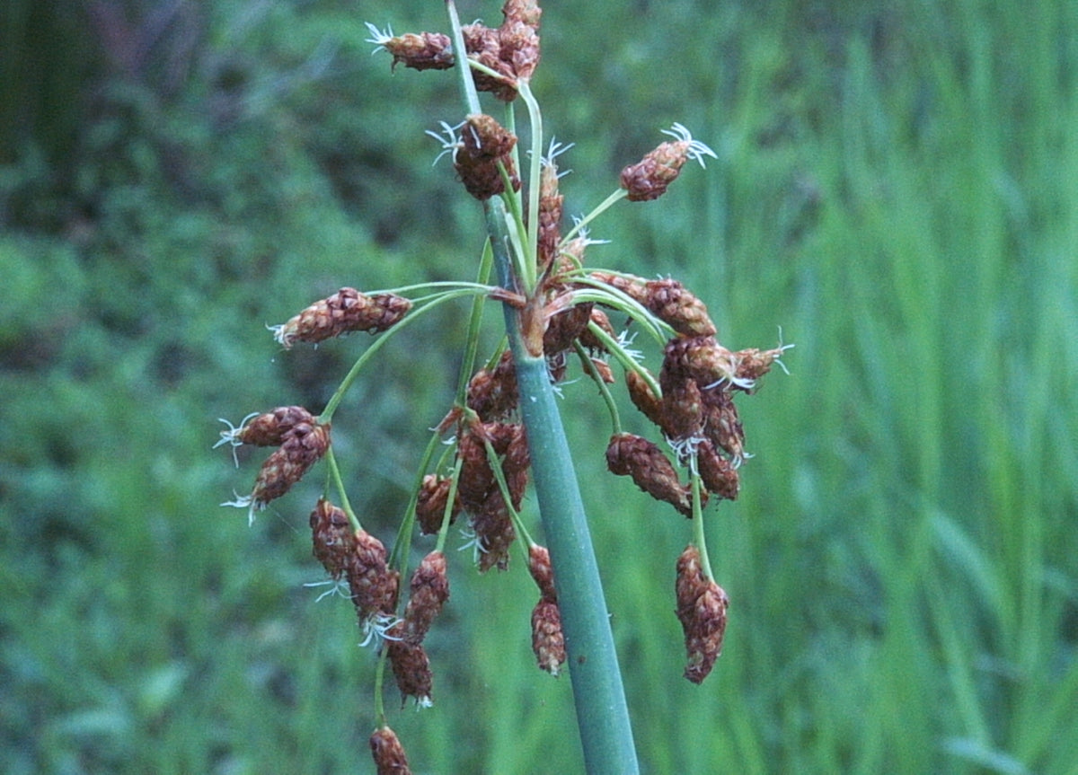 Schoenoplectus tabernaemontanii (Soft-Stem Bulrush)