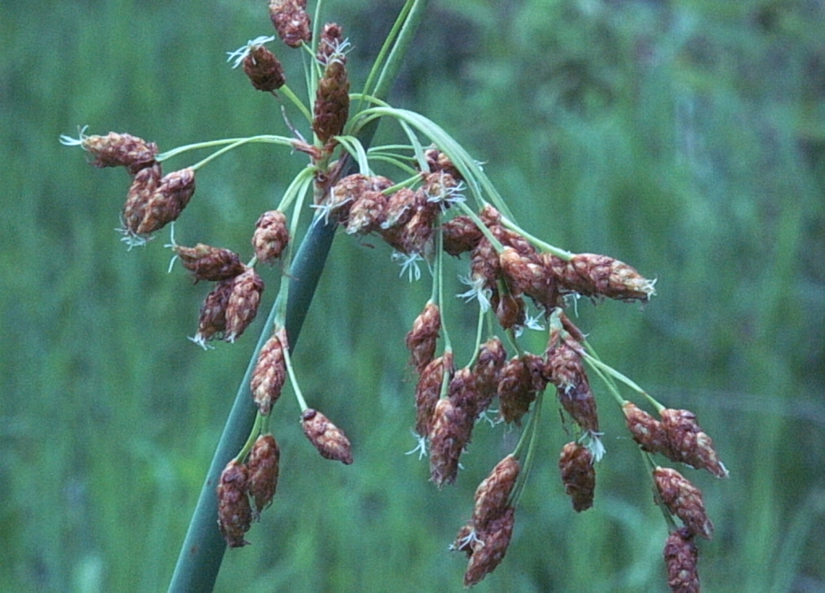Schoenoplectus tabernaemontanii (Soft-Stem Bulrush)