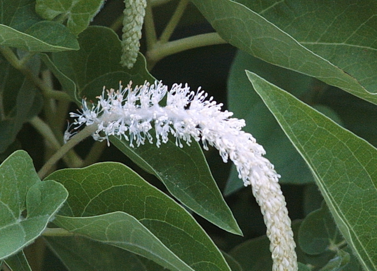 Saururus cernuus (Lizards Tail)