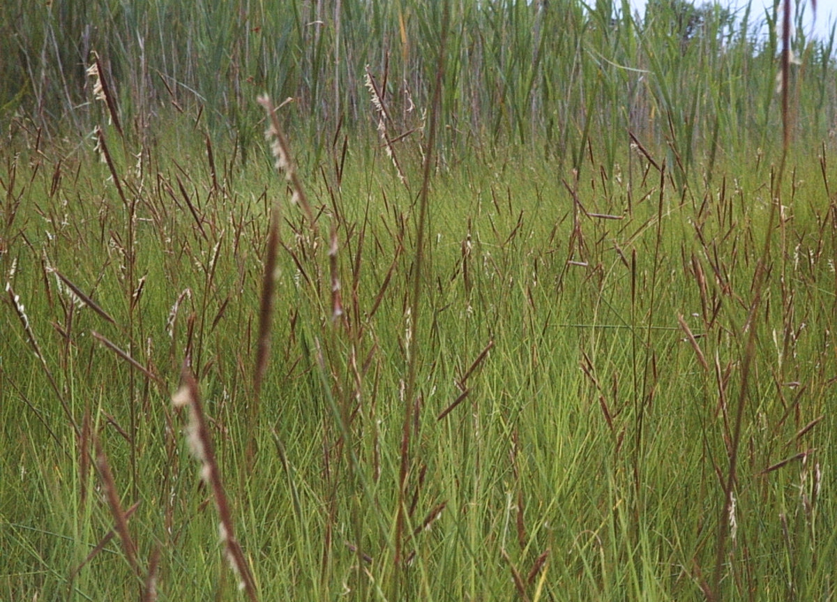 Spartina patens (Salt Meadow Cordgrass)