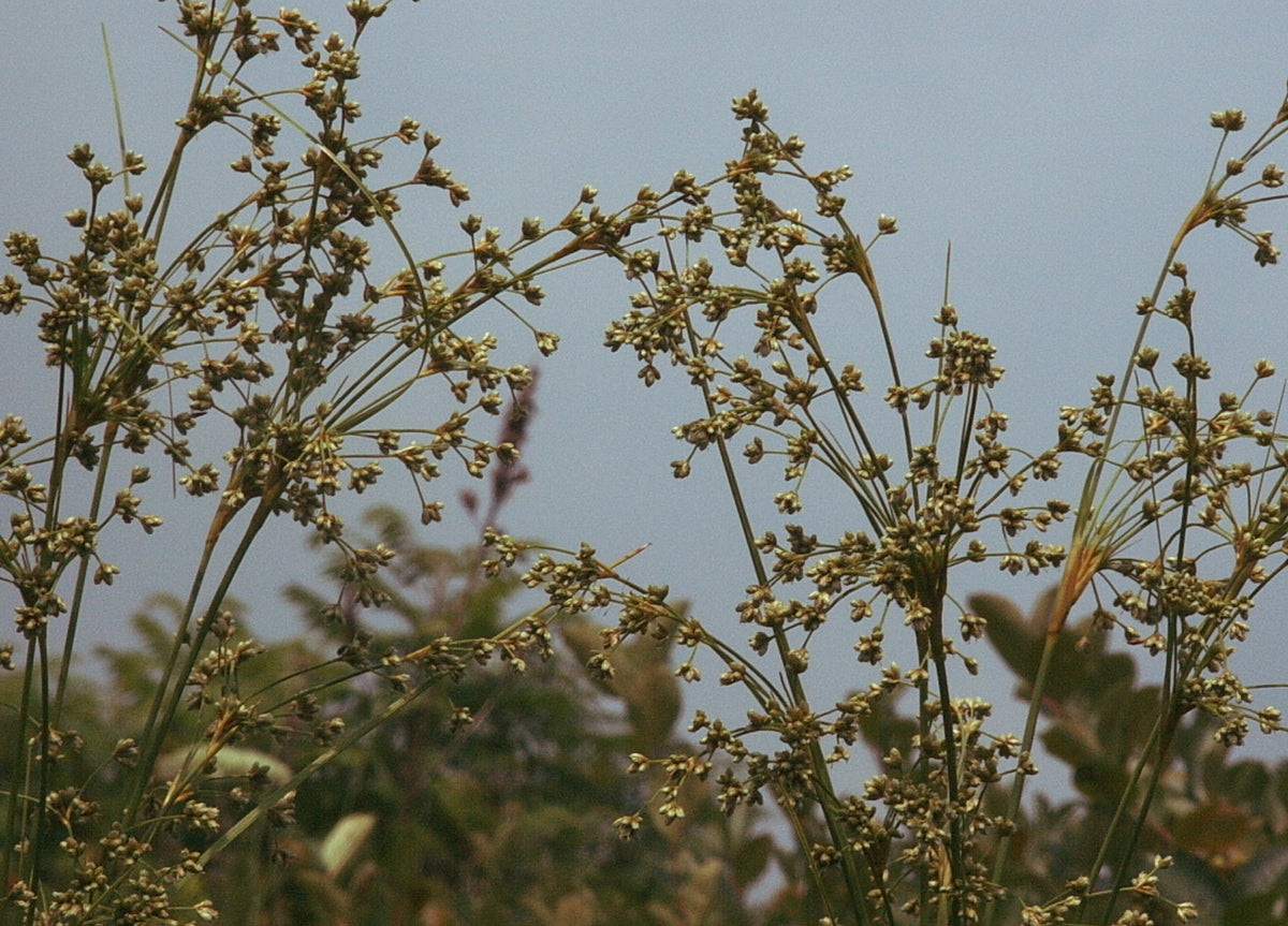 Schoenoplectus cyperinus (Woolgrass)