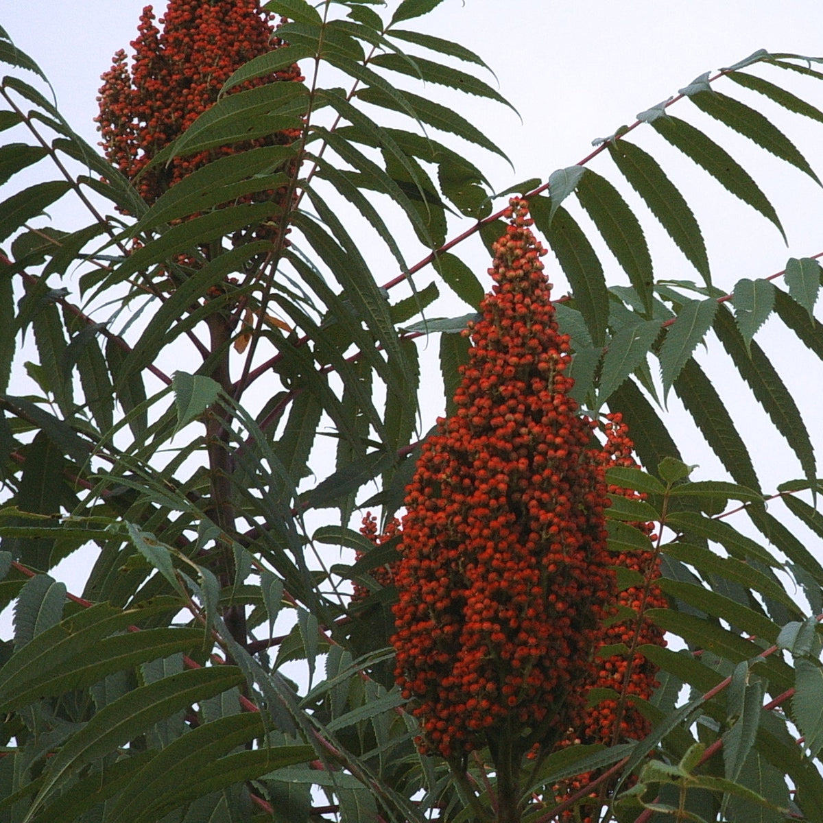 Rhus glabra (Smooth Sumac)