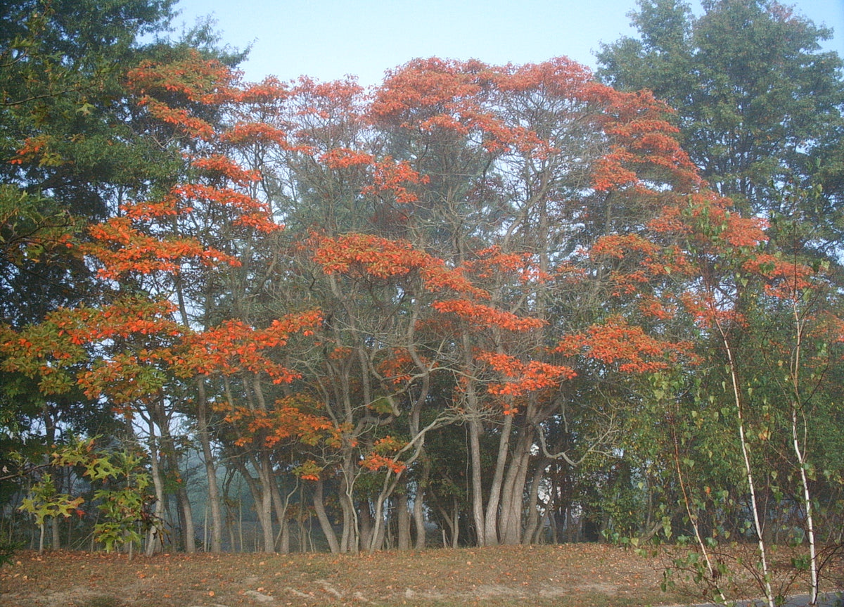 Sassafras albidum (Sassafras)