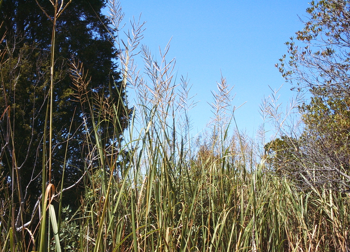 Spartina cynosuroides (Big Cordgrass)