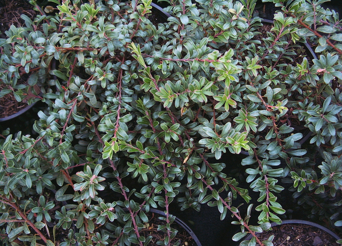 Arcostaphylos uva-ursi (Bearberry)