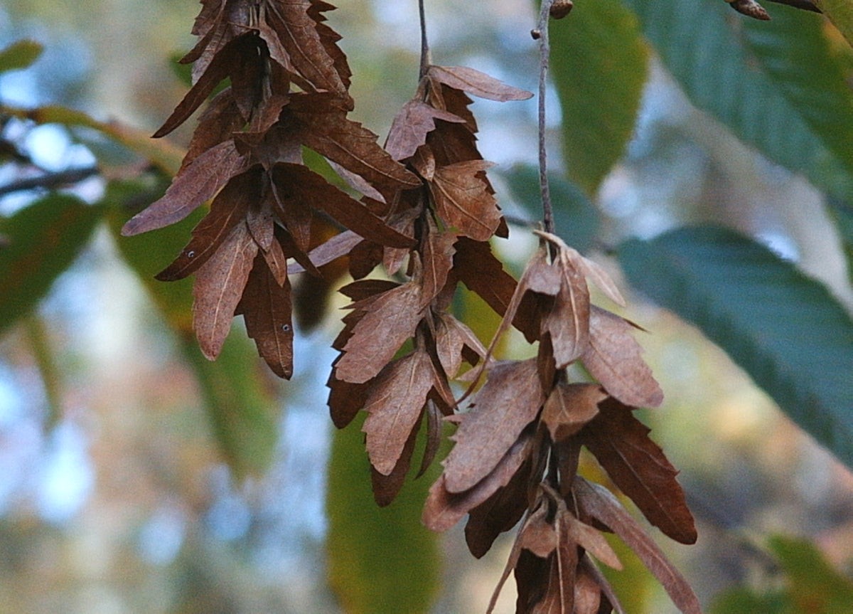 Carpinus caroliniana (Ironwood)