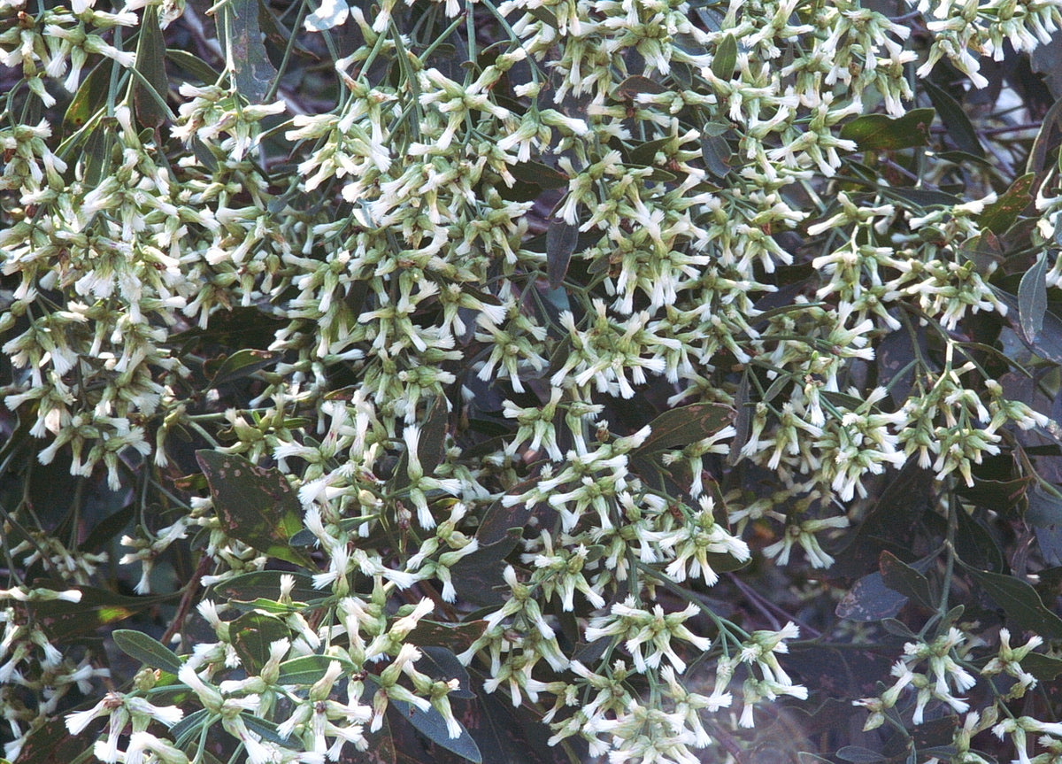 Baccharis halimifolia (Groundseltree)