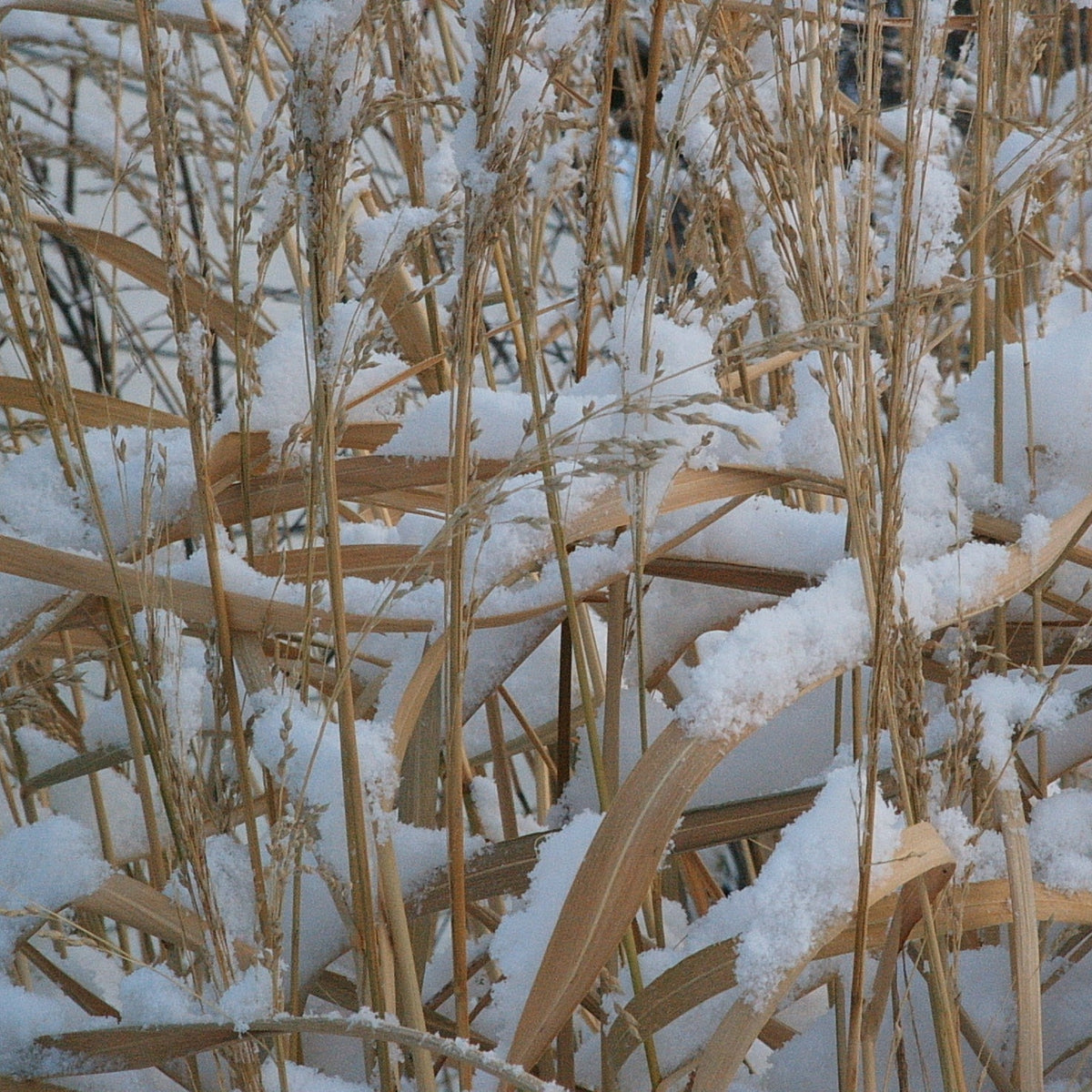 Panicum amarum (Bitter Panic Grass)
