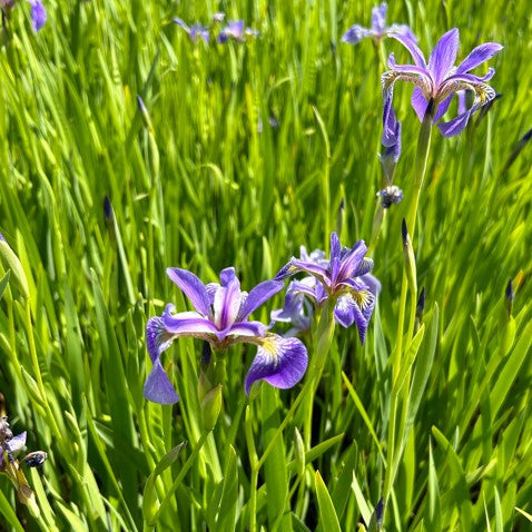 Iris versicolor (Blue-Flag Iris)