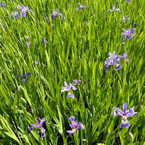 Iris versicolor (Blue-Flag Iris)
