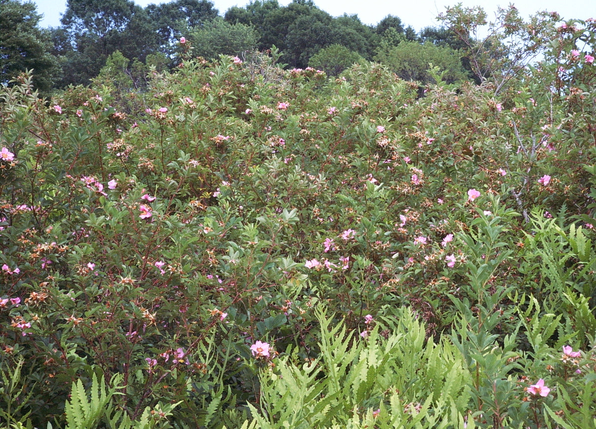 Rosa palustris (Swamp Rose)