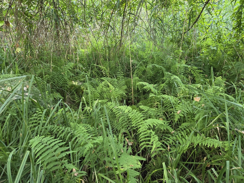 Thelypteris palustris (Marsh Fern)