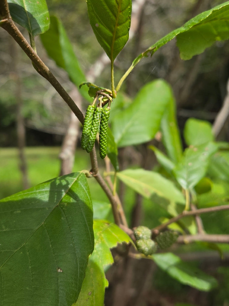 Alnus serrulata (Smooth Alder)