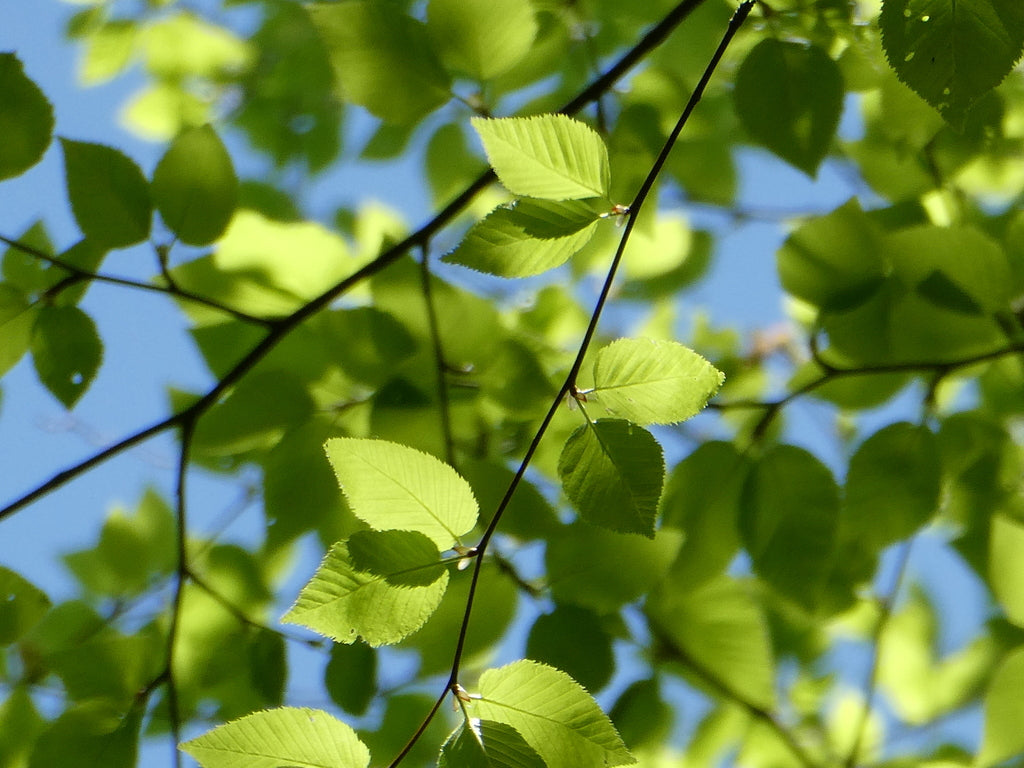 Betula lenta (Sweet Birch)