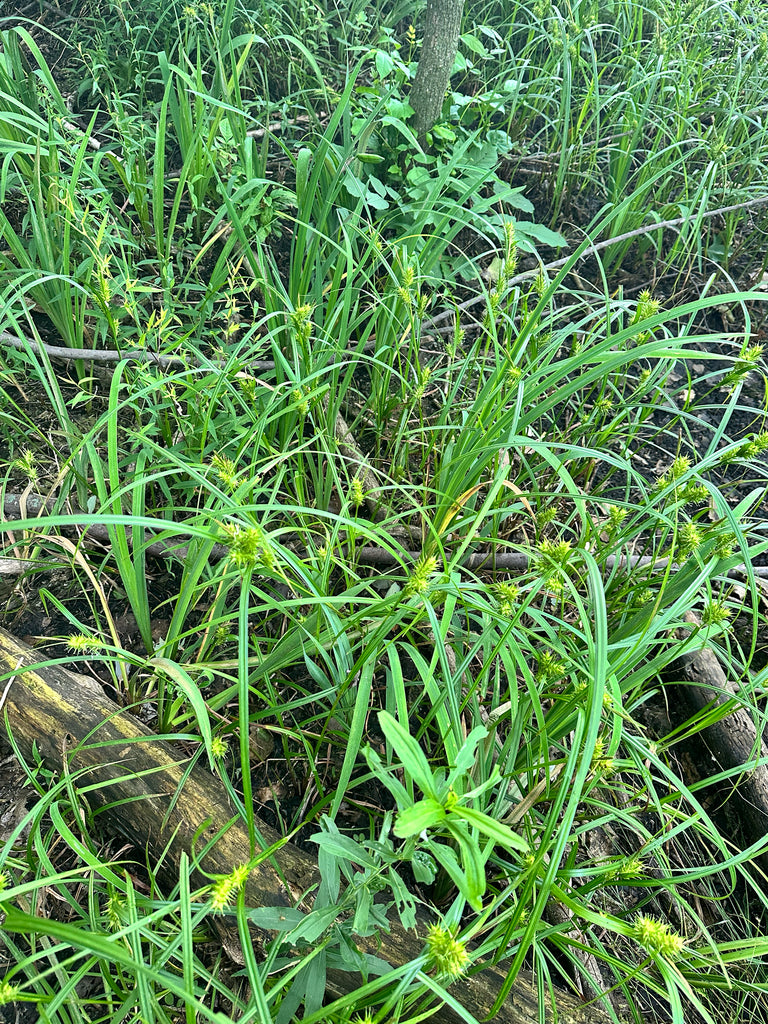Carex lupulina (Hop Sedge)
