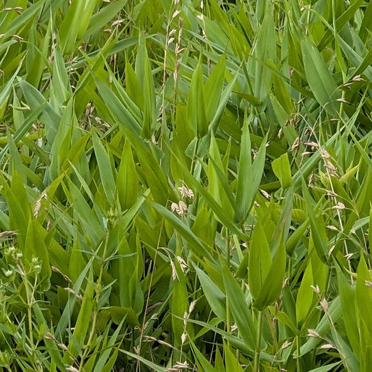 Panicum clandestinum (Deertongue)