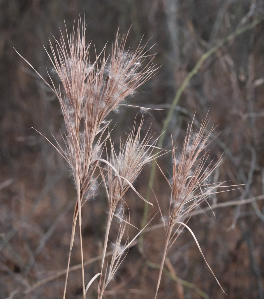 Andropogon glomeratus (Bushy Beardgrass)