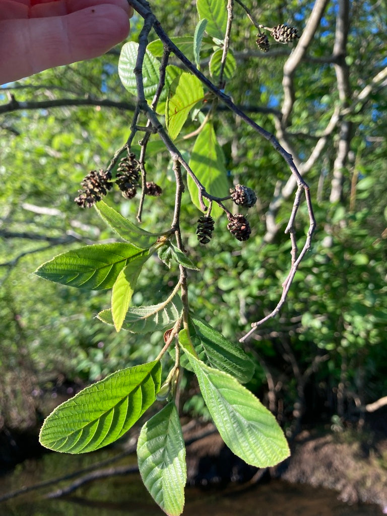 Alnus serrulata (Smooth Alder)