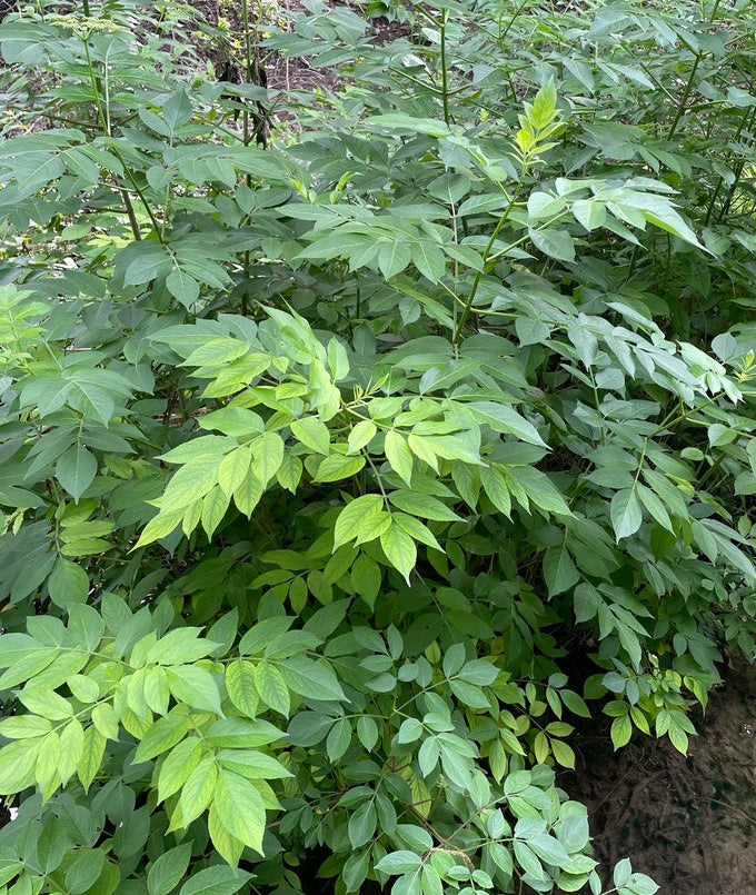 Sambucus canadensis (Common Elderberry)
