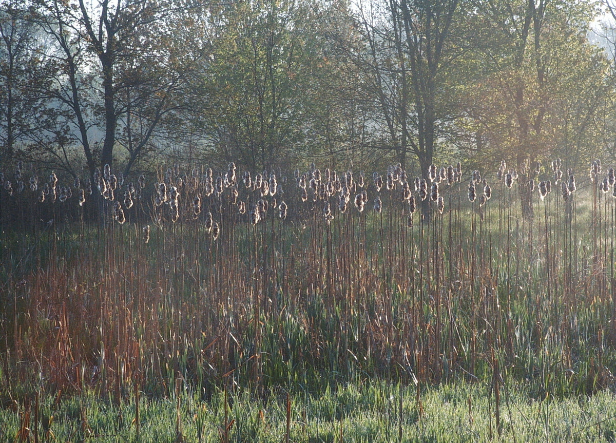 Typha latifolia (Broadleaf Cattail)
