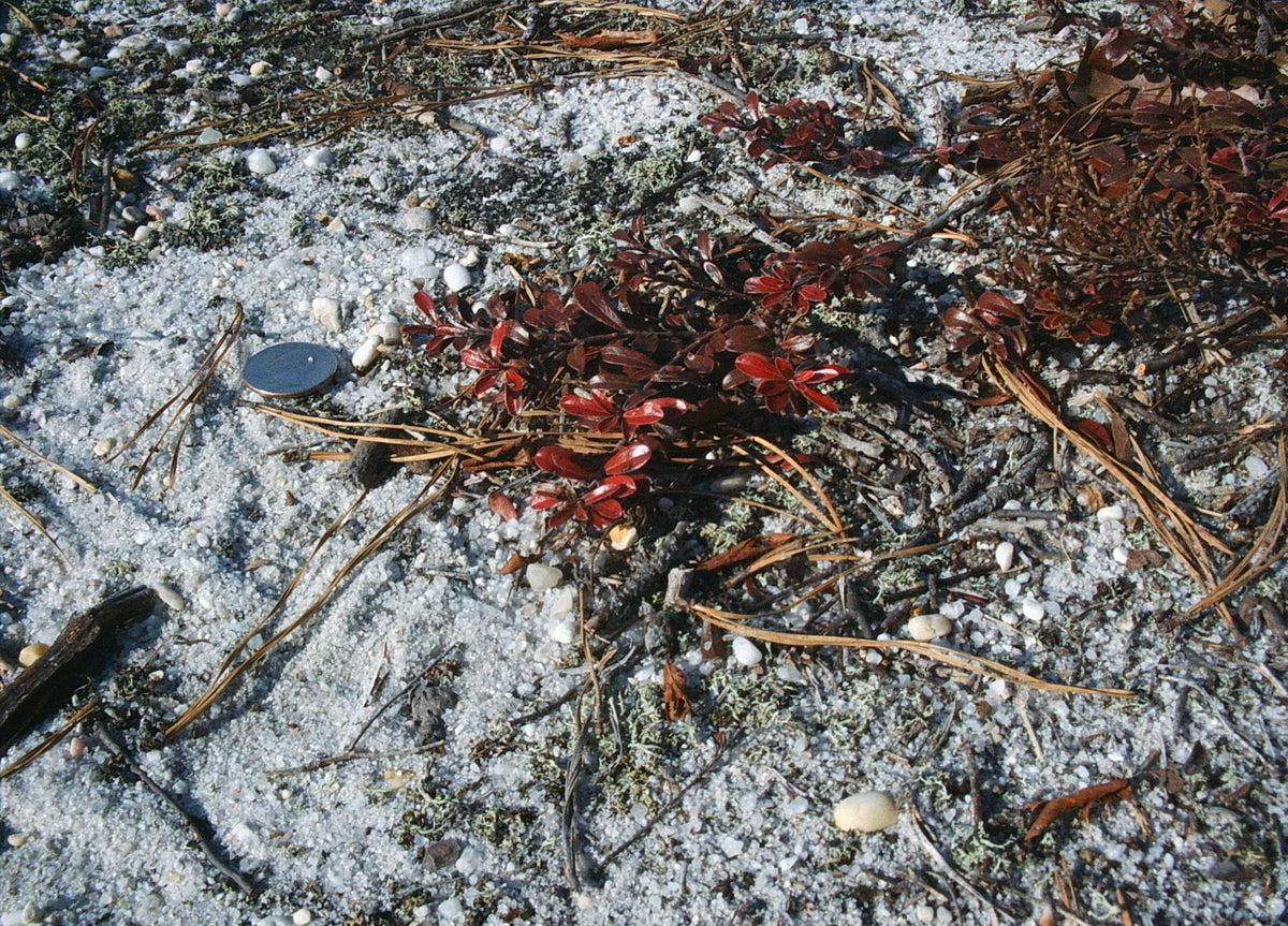 Arcostaphylos uva-ursi (Bearberry)