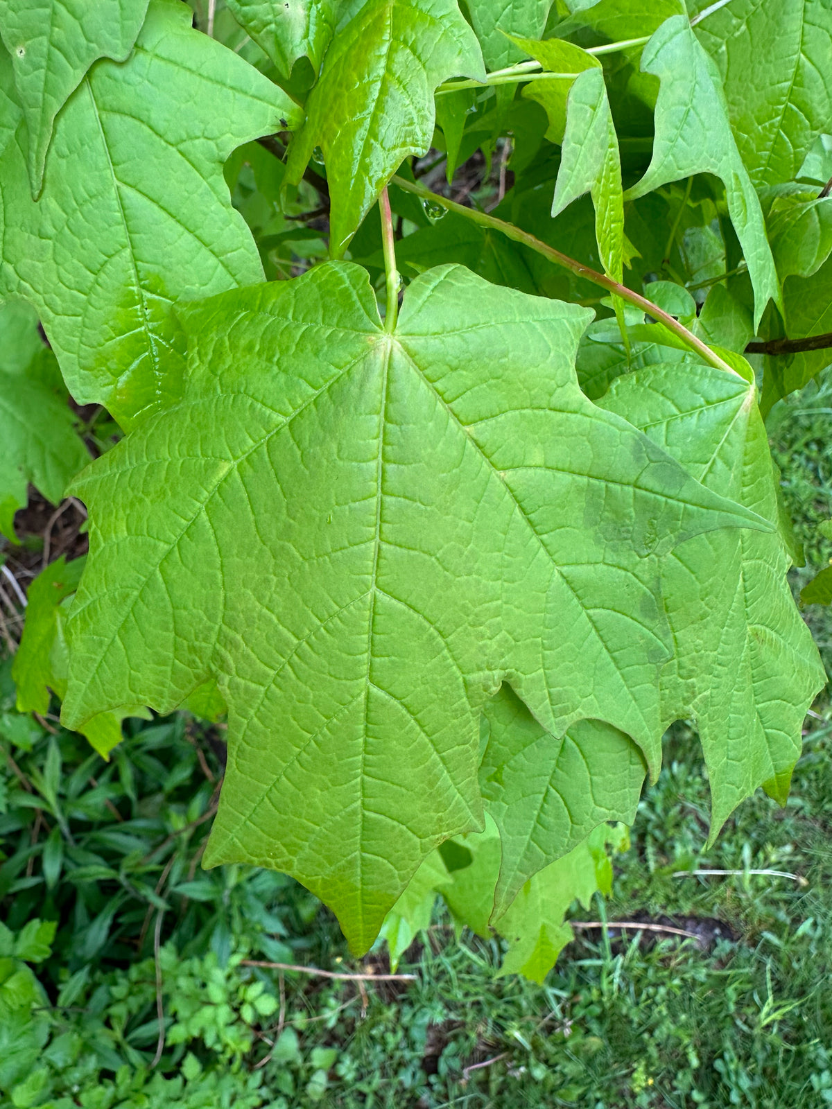 Acer saccharum (Sugar Maple)