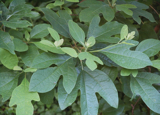 Sassafras albidum (Sassafras)