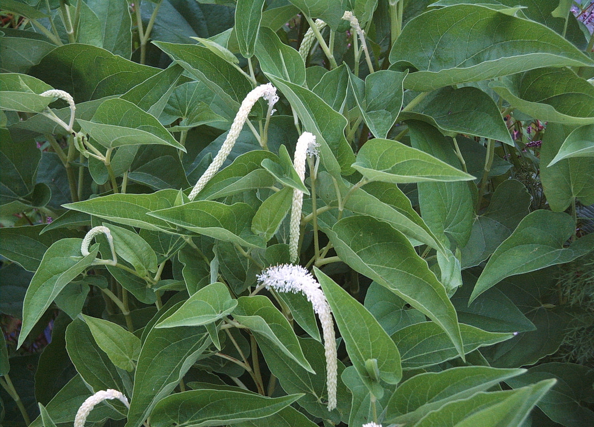Saururus cernuus (Lizards Tail)