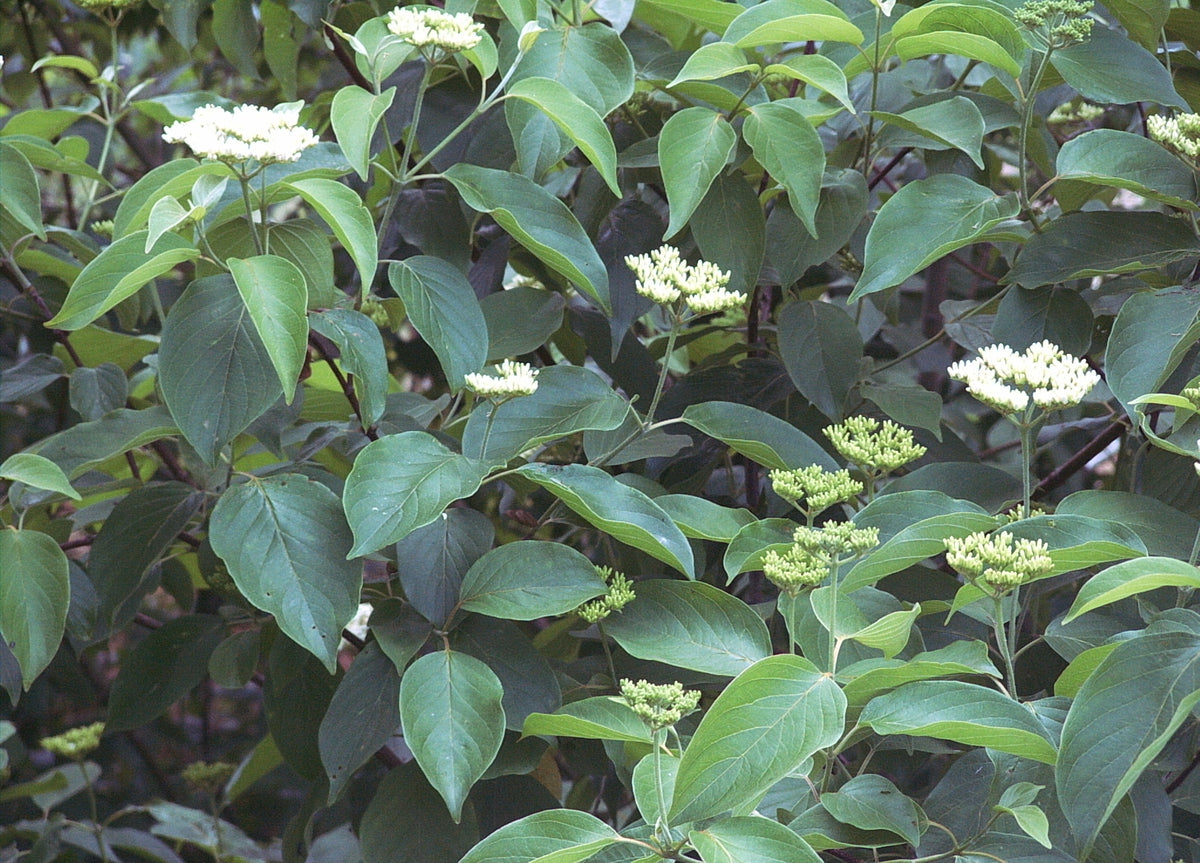 Cornus amomum (Silky Dogwood)