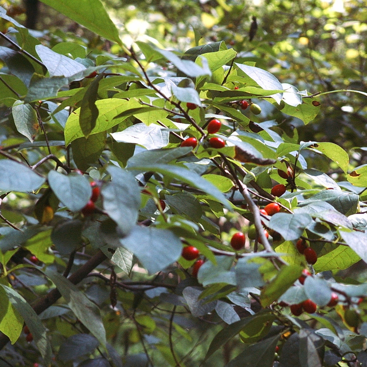 Lindera benzoin (Spicebush)