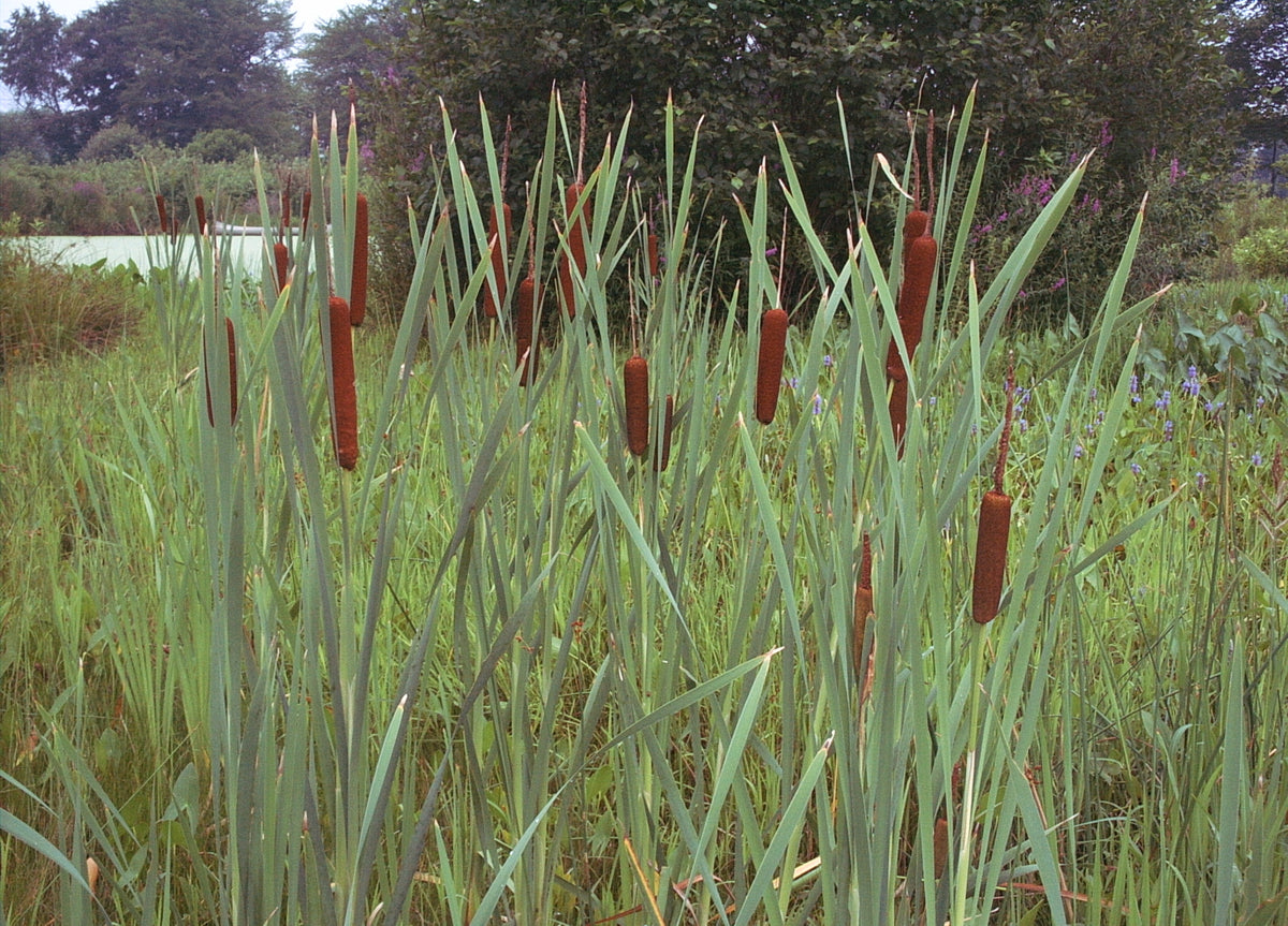 Typha latifolia (Broadleaf Cattail)