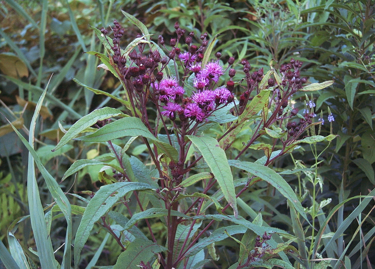 Vernonia noveboracensis (New York Ironweed)