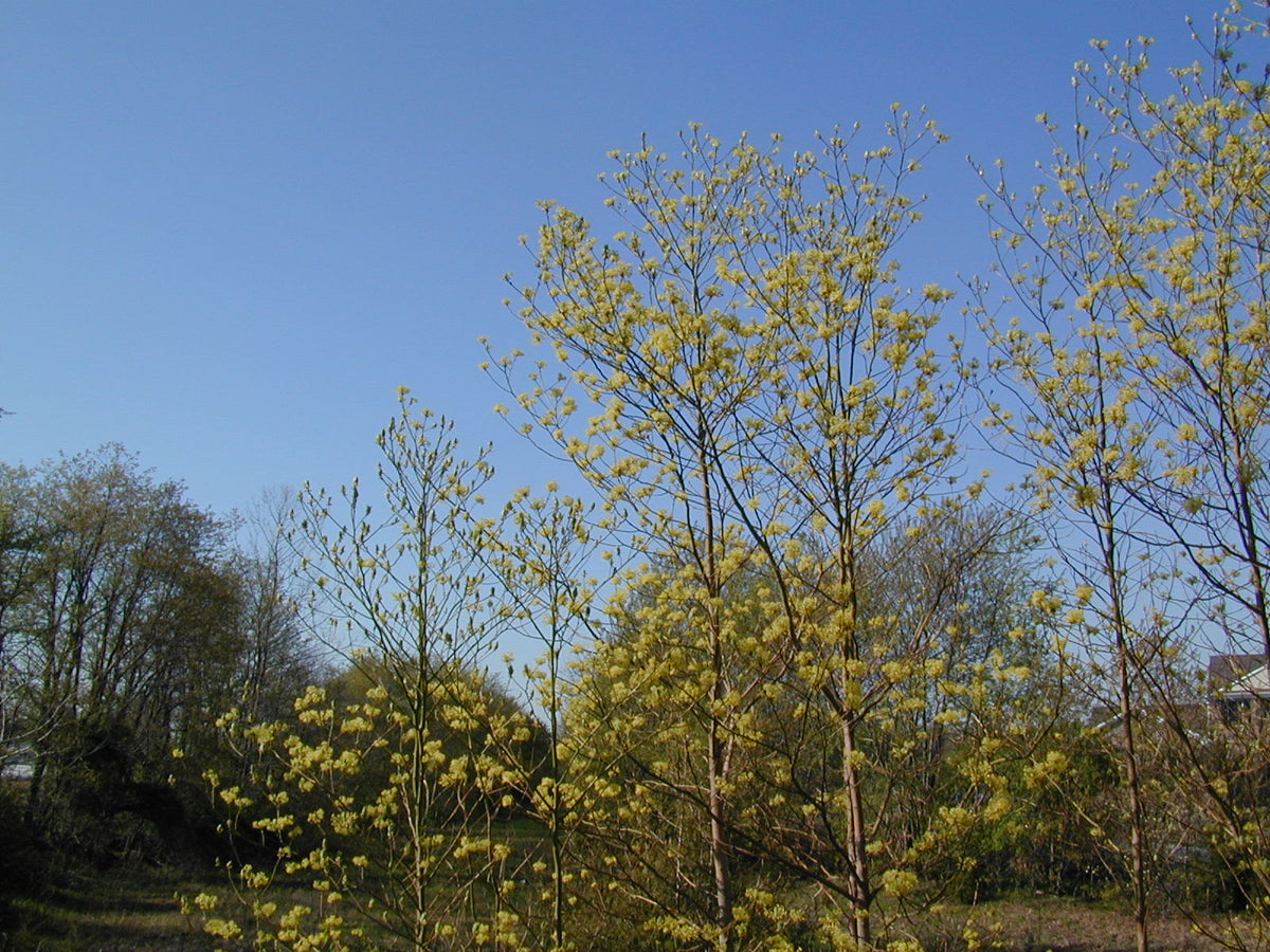 Sassafras albidum (Sassafras)