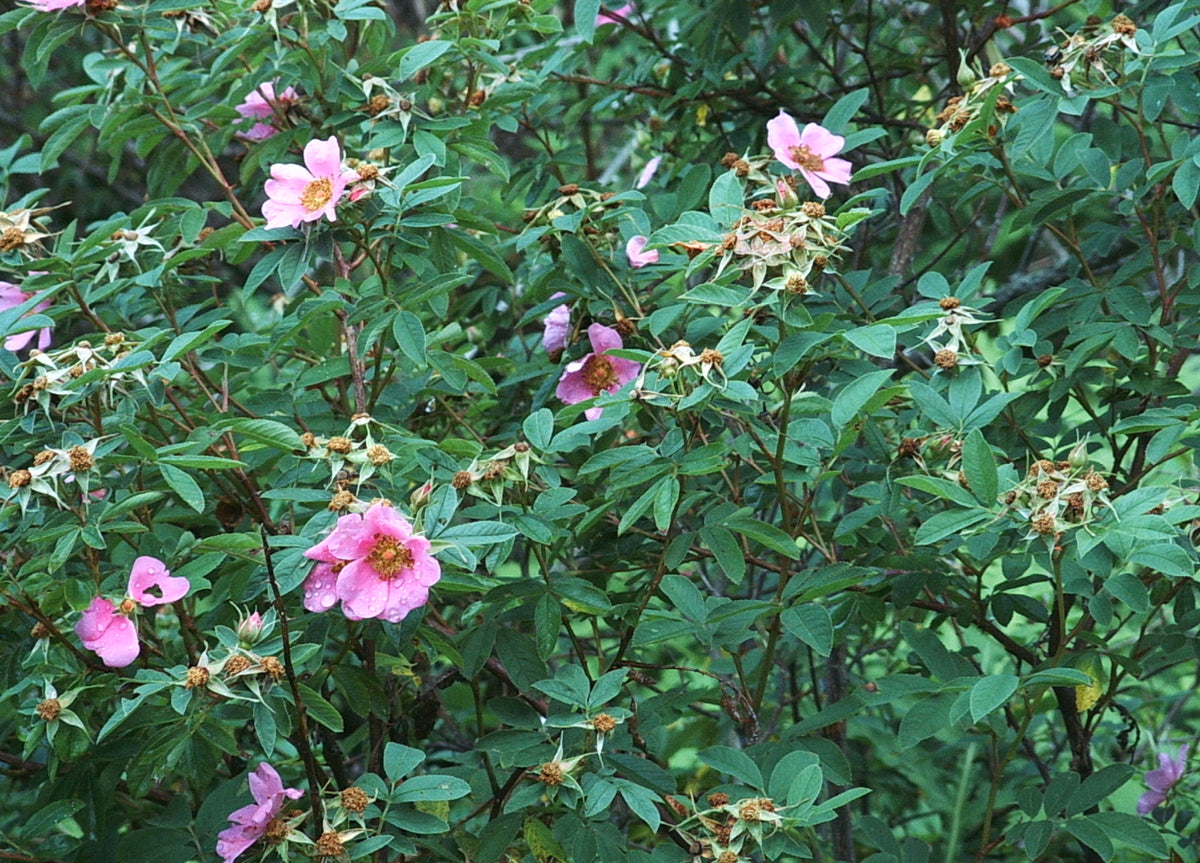 Rosa palustris (Swamp Rose)