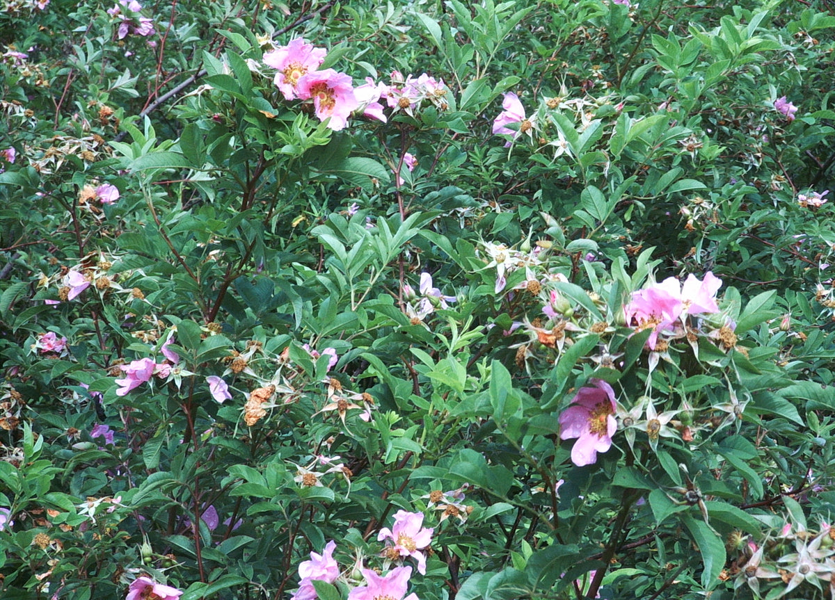 Rosa palustris (Swamp Rose)