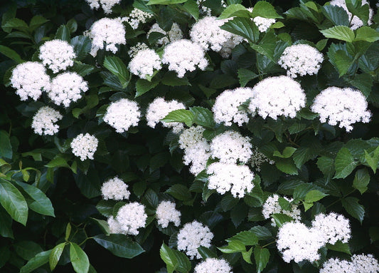 Viburnum dentatum (Arrowwood Viburnum)