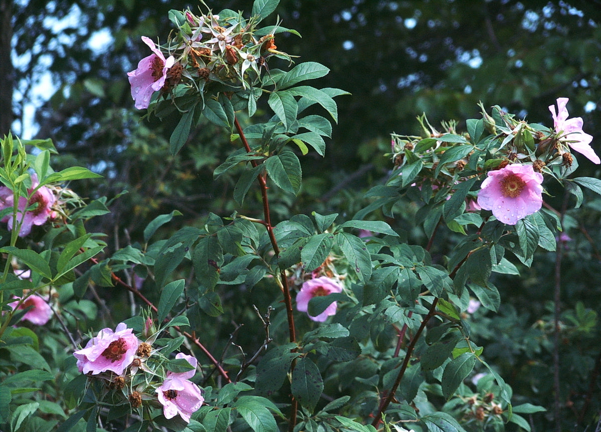 Rosa palustris (Swamp Rose)