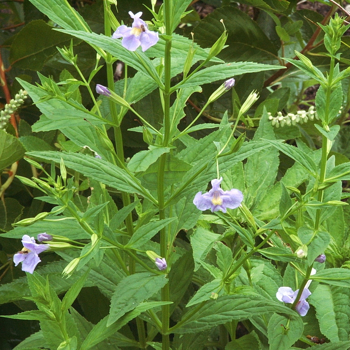 Mimulus ringens (Allegehney Monkey Flower)