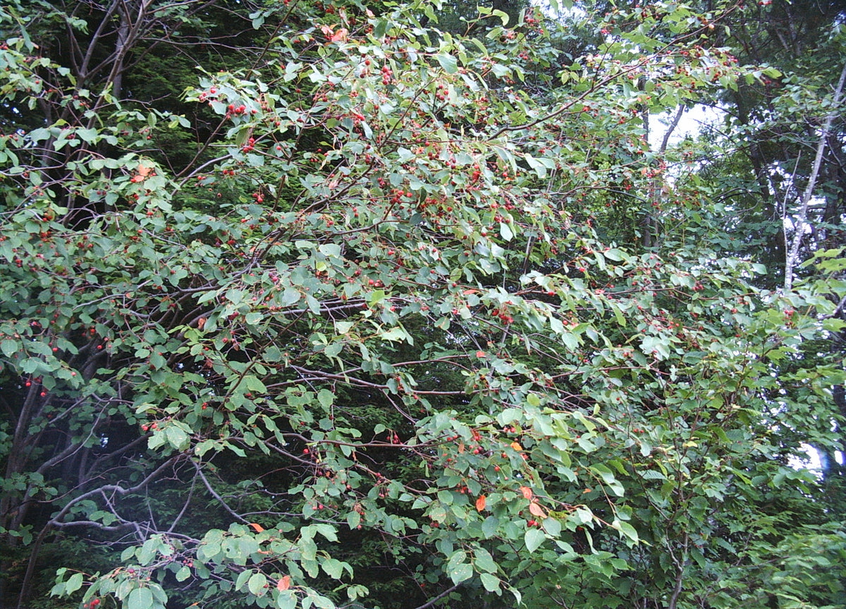 Amelanchier canadensis (Shadbush)
