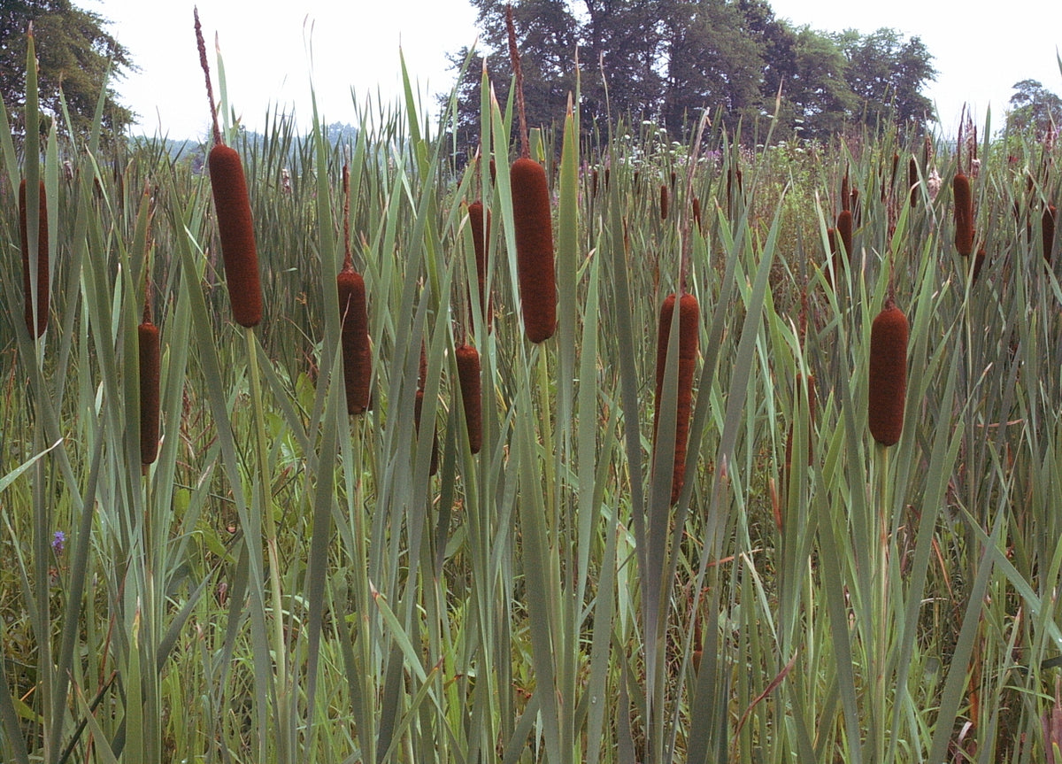 Typha latifolia (Broadleaf Cattail)