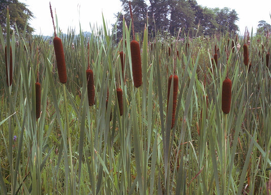 Typha latifolia (Broadleaf Cattail)