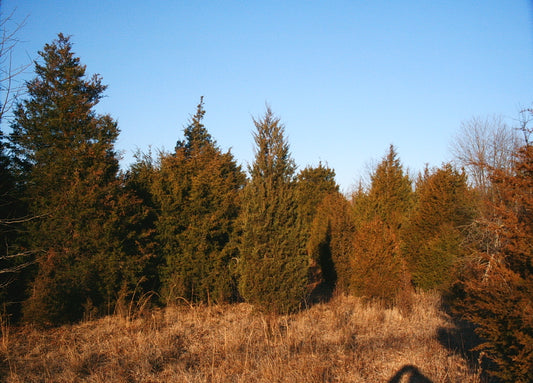 Juniperus virginiana (Eastern Red-Cedar)
