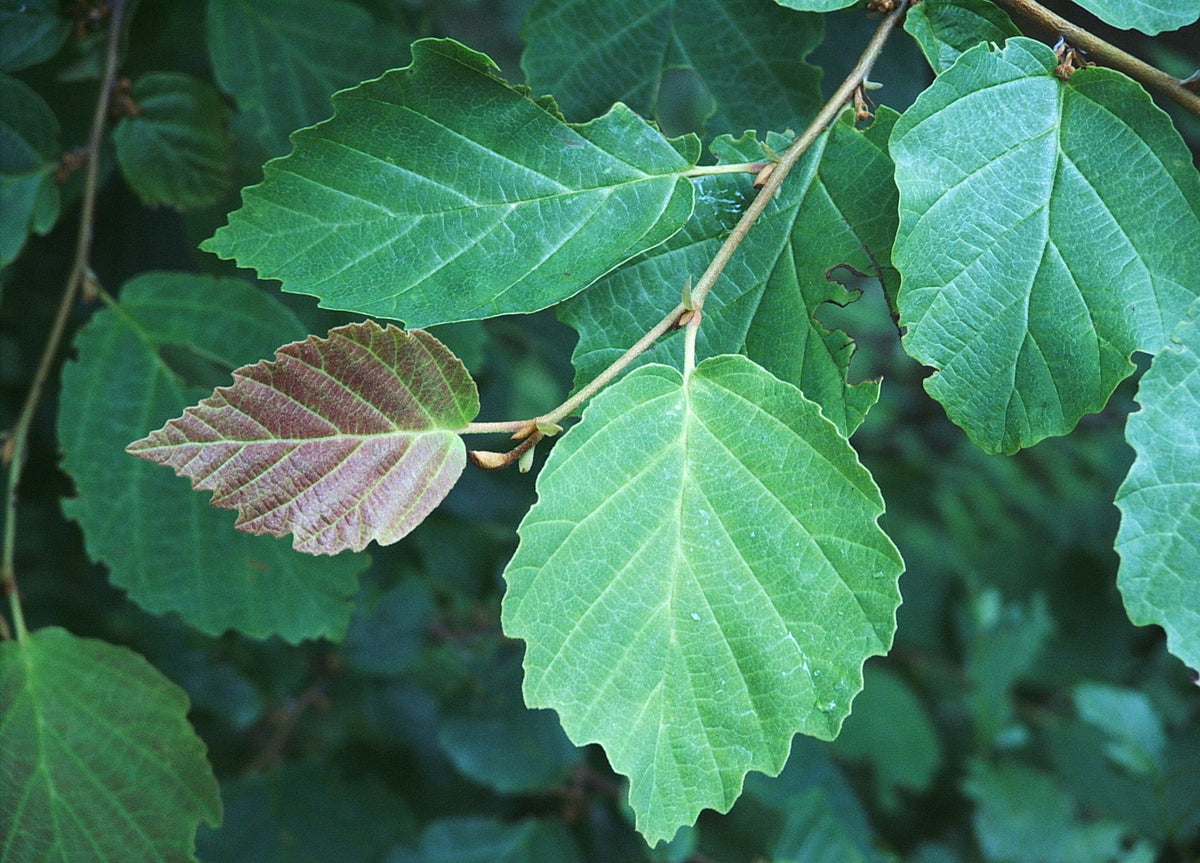 Hamamelis virginiana (Witch Hazel)