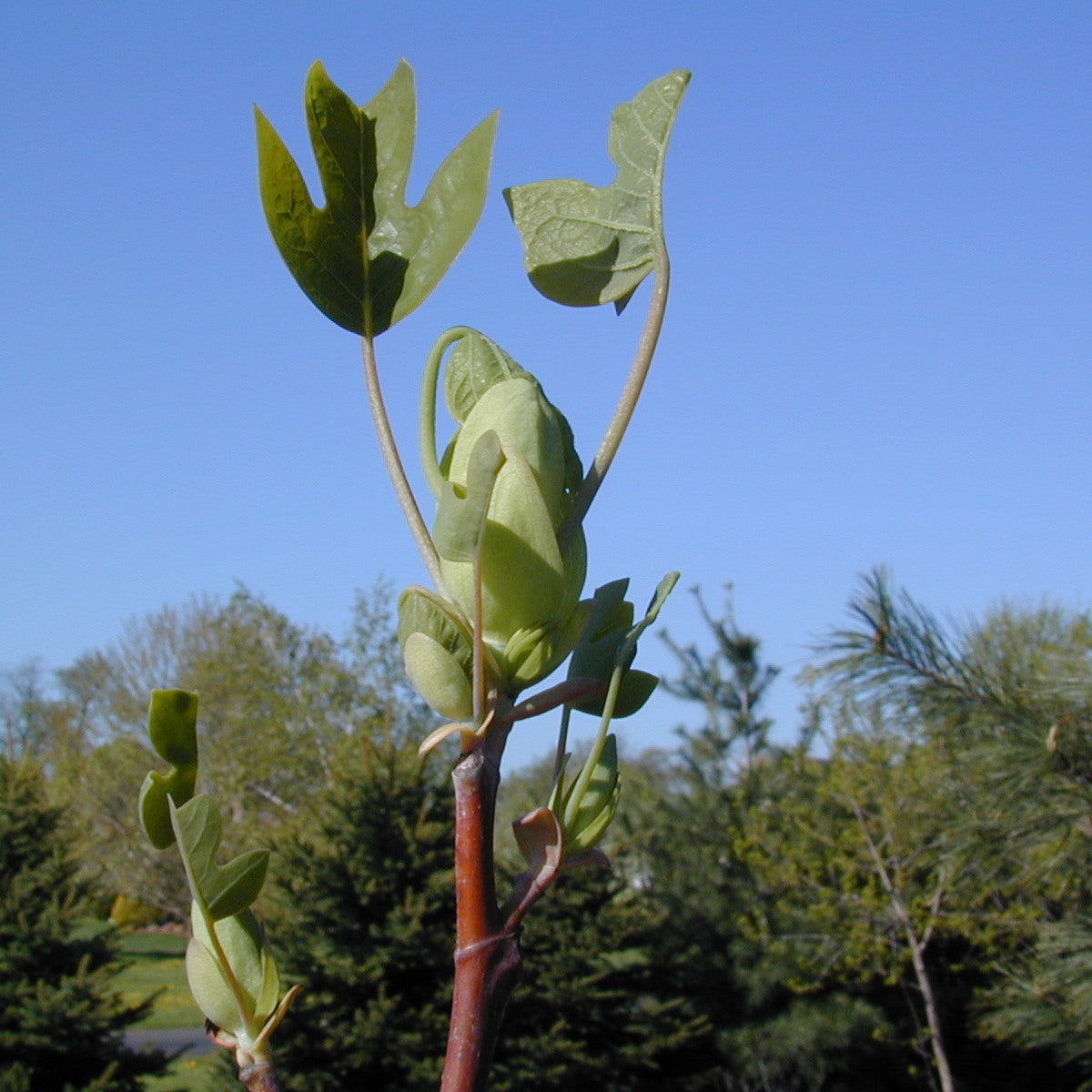 Liriodendron tulipifera (Tulip Poplar)
