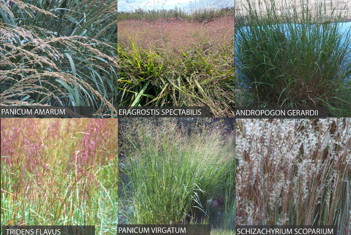 402: Northeast Coastal Plain Grass Mix For Dry Sites
