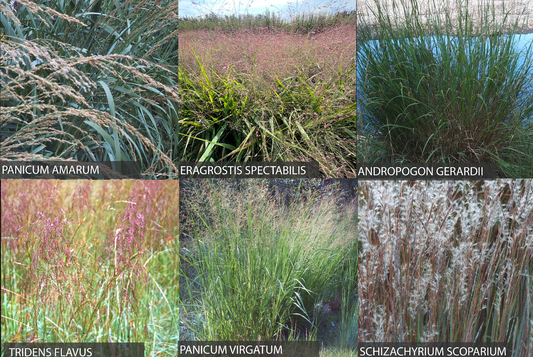 402: Northeast Coastal Plain Grass Mix For Dry Sites