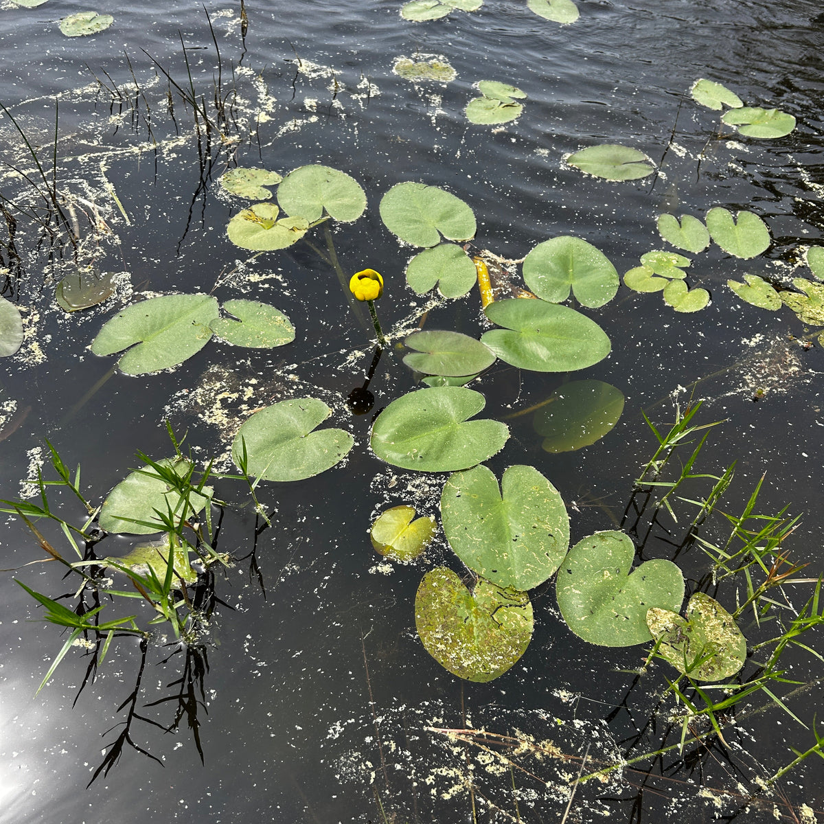 Nuphar lutea (Spatterdock)