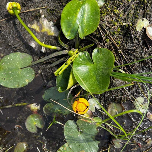 Nuphar lutea (Spatterdock)